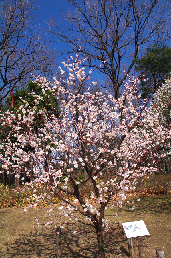 IMGP0091.jpg(681906 byte)