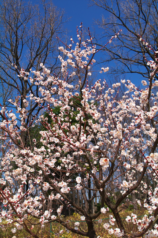 IMGP0093.jpg(694267 byte)