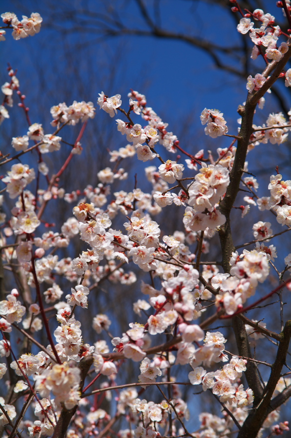 IMGP0095.jpg(373959 byte)