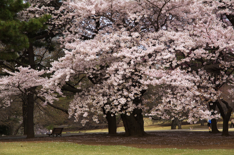 IMGP0016.jpg(555037 byte)