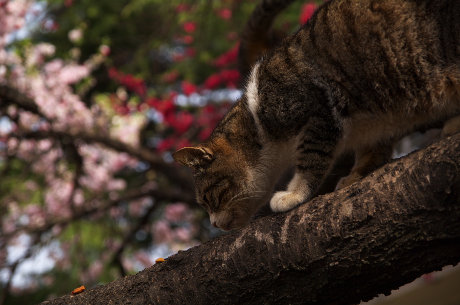 IMGP0018.jpg(277830 byte)