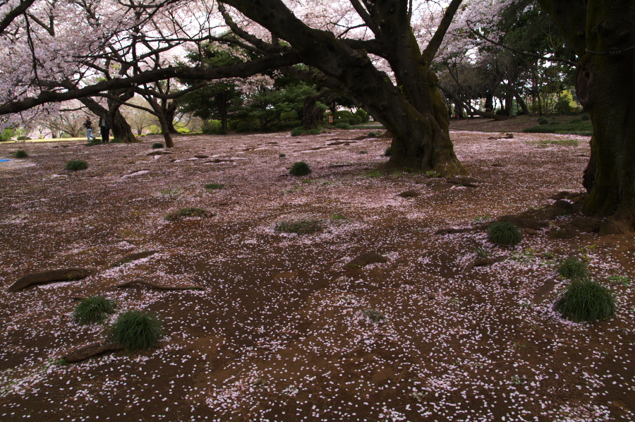 IMGP0036.jpg(561092 byte)