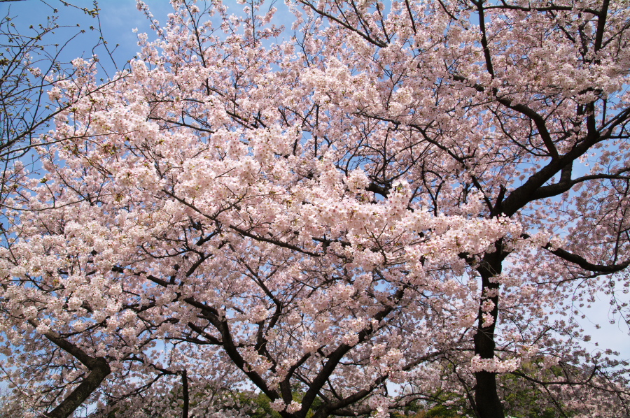 IMGP0071.jpg(677538 byte)