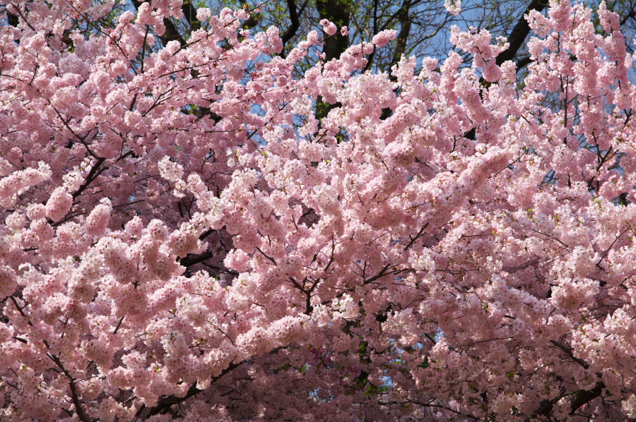 IMGP0077.jpg(602789 byte)