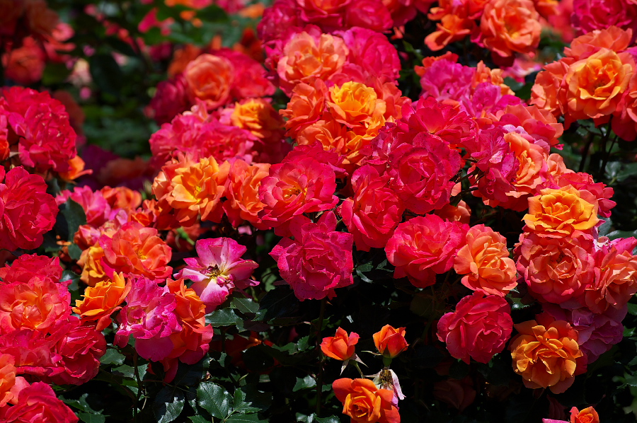 IMGP0002.jpg(448378 byte)