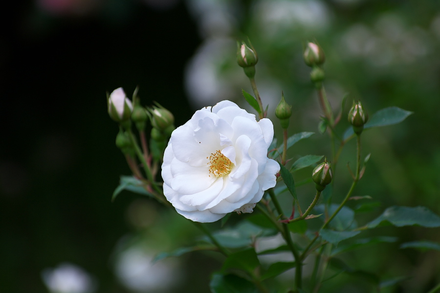 IMGP0009.jpg(169328 byte)