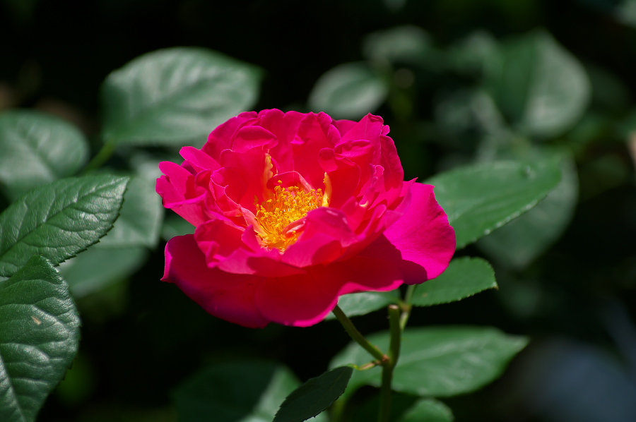 IMGP0018.jpg(194570 byte)