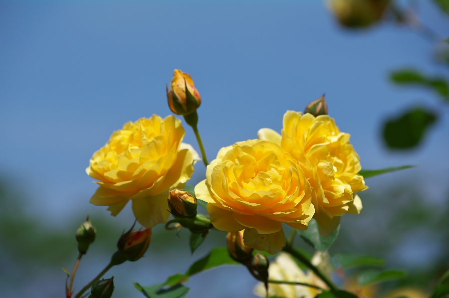 IMGP0022.jpg(187187 byte)