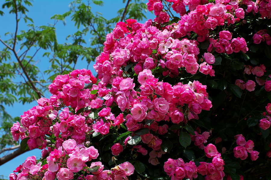 IMGP0024.jpg(513695 byte)