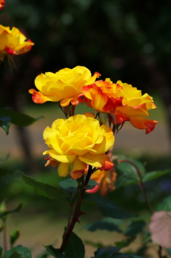 IMGP0032.jpg(210764 byte)