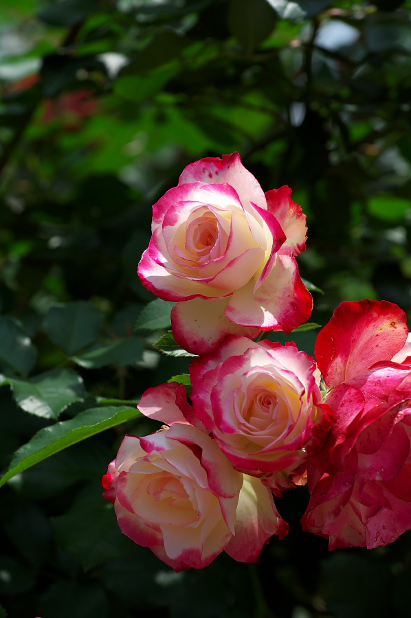 IMGP0043.jpg(248123 byte)