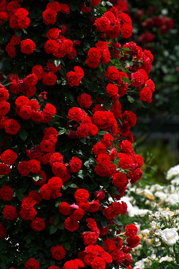 IMGP0052.jpg(461119 byte)