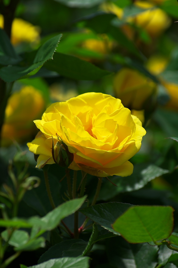 IMGP0059.jpg(196828 byte)