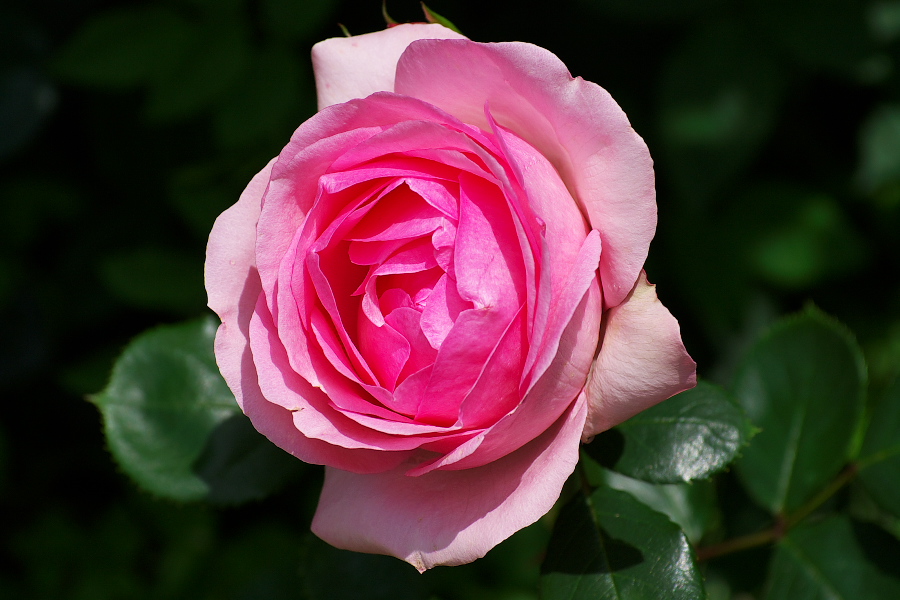 IMGP0061.jpg(260251 byte)