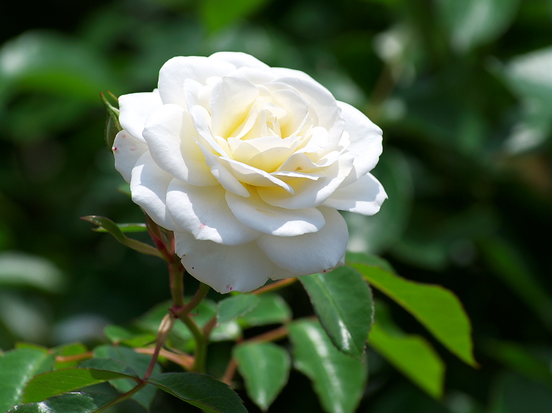 IMGP0065.jpg(184983 byte)