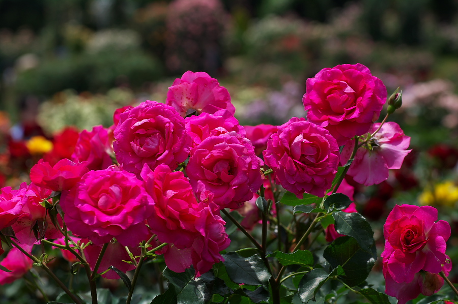 IMGP0072.jpg(318844 byte)