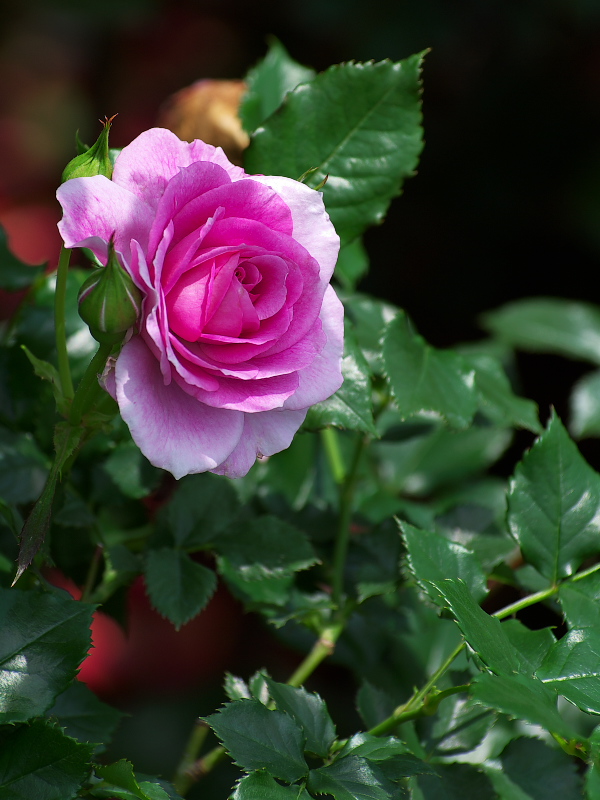 IMGP0080.jpg(232499 byte)