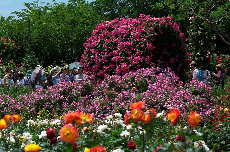 IMGP0084.jpg(666719 byte)