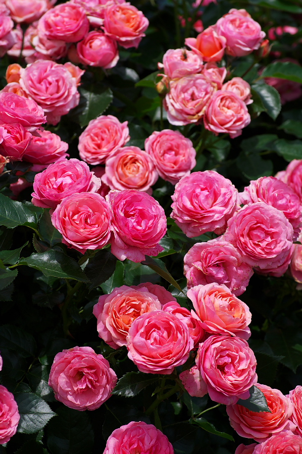 IMGP0086.jpg(414583 byte)