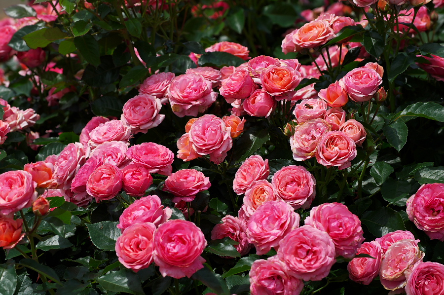 IMGP0090.jpg(465179 byte)