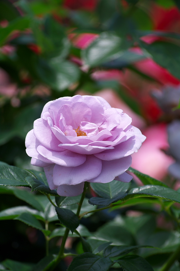 IMGP0093.jpg(212042 byte)