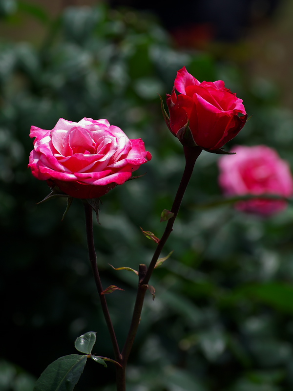 IMGP0105.jpg(165751 byte)