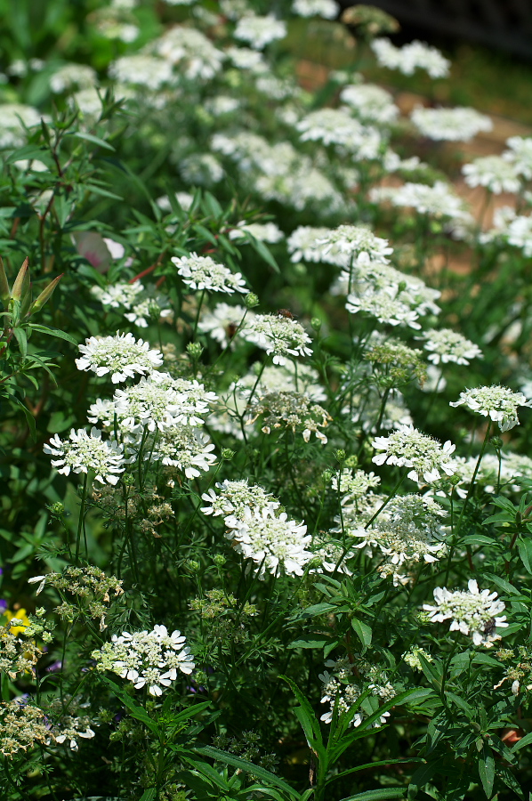 IMGP0116.jpg(468715 byte)