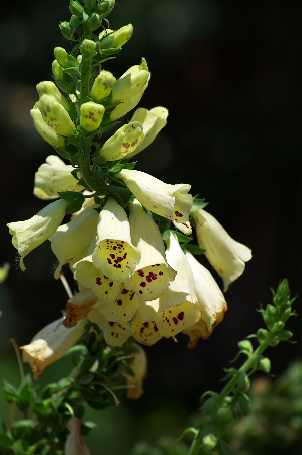 IMGP0118.jpg(235752 byte)