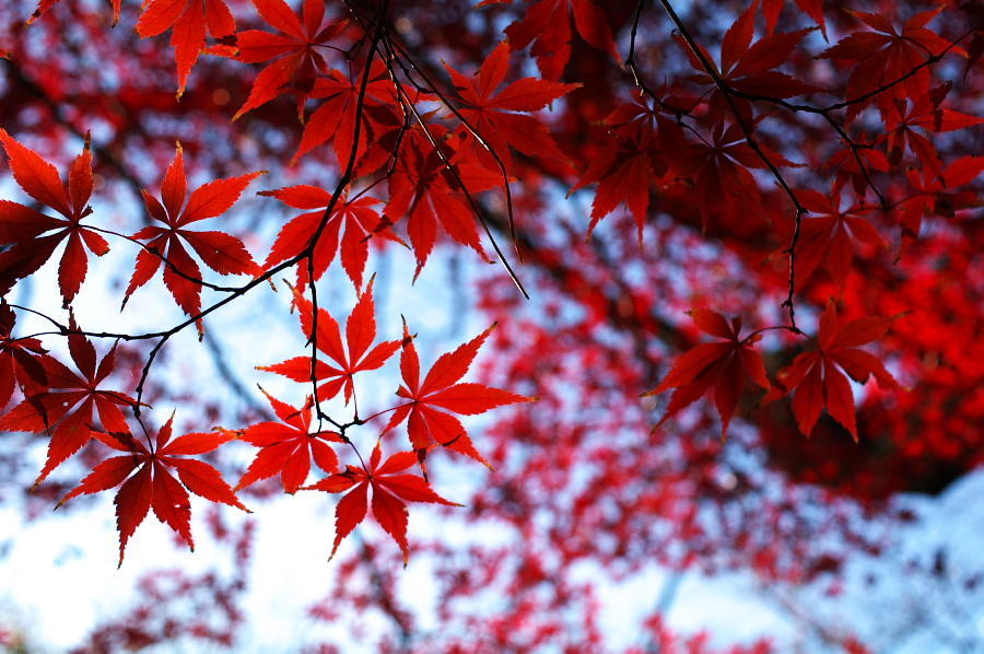 IMGP0043.jpg(379276 byte)