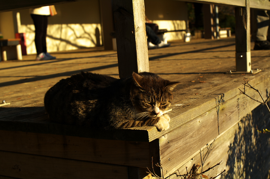 IMGP0058.jpg(289228 byte)