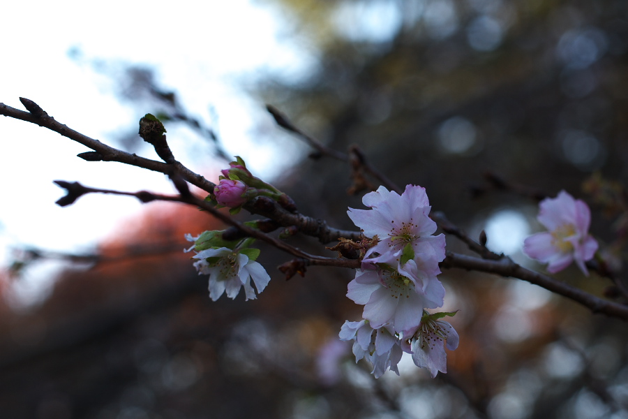 IMGP0078.jpg(182467 byte)