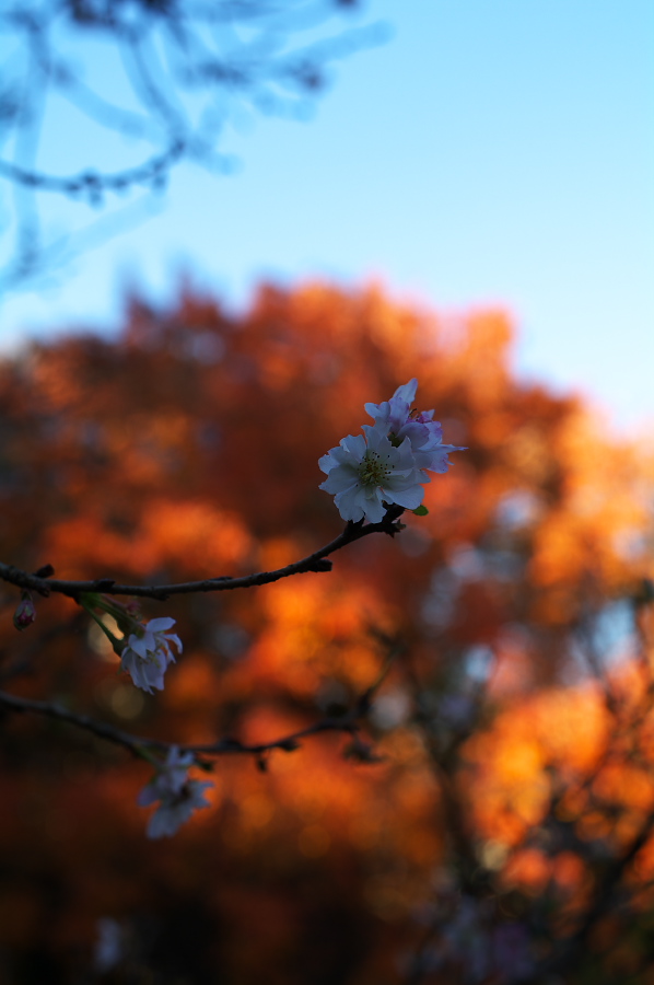 IMGP0085.jpg(162938 byte)