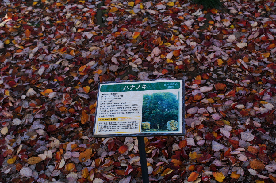 IMGP0093.jpg(501733 byte)