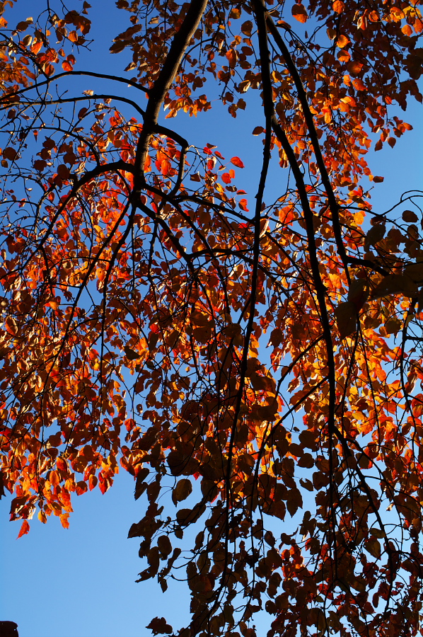 IMGP0095.jpg(705270 byte)