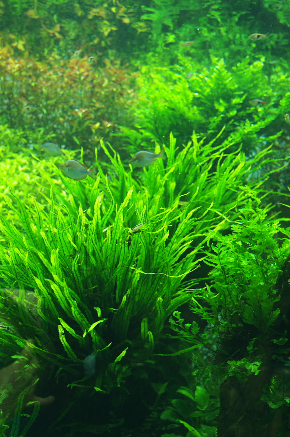 IMGP9330.jpg(442443 byte)