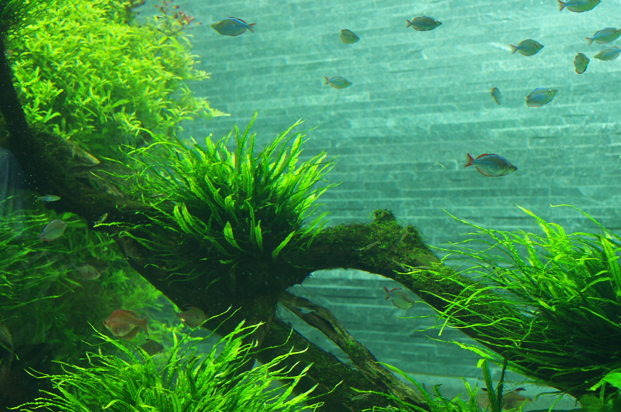 IMGP9332.jpg(459348 byte)