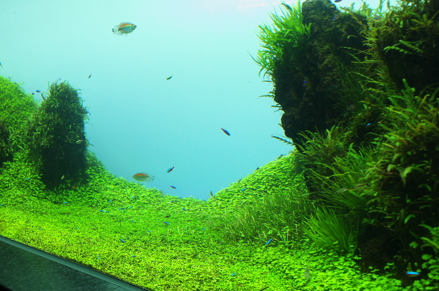 IMGP9334.jpg(446390 byte)