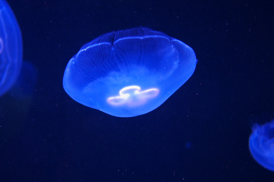 IMGP9344.jpg(189613 byte)