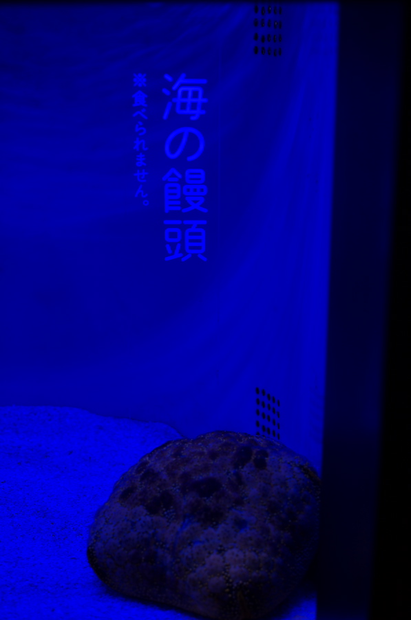 IMGP9369.jpg(119244 byte)