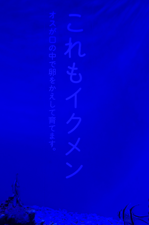 IMGP9380.jpg(98641 byte)