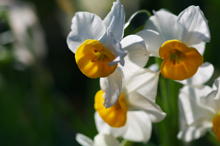 IMGP0170_1.jpg(488160 byte)