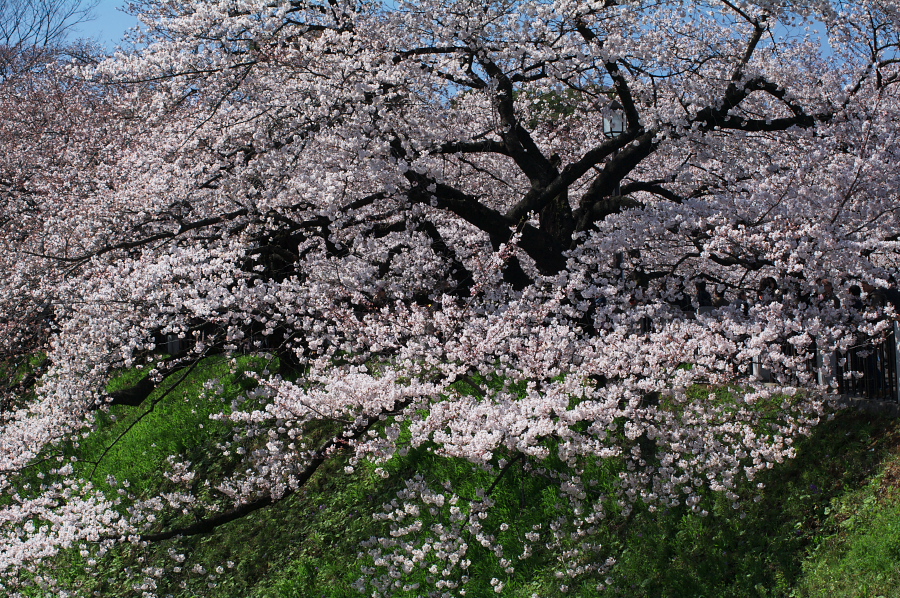 IMGP0028.jpg(687428 byte)