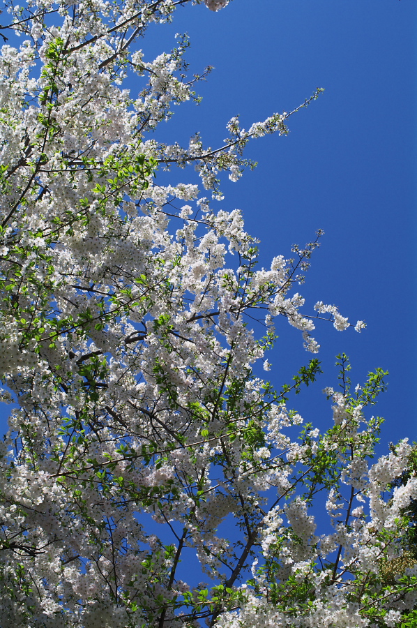 IMGP0115.jpg(570711 byte)