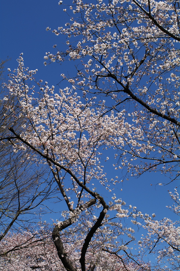 IMGP0118.jpg(649667 byte)