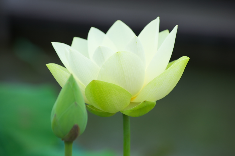 IMGP6003.jpg(126231 byte)