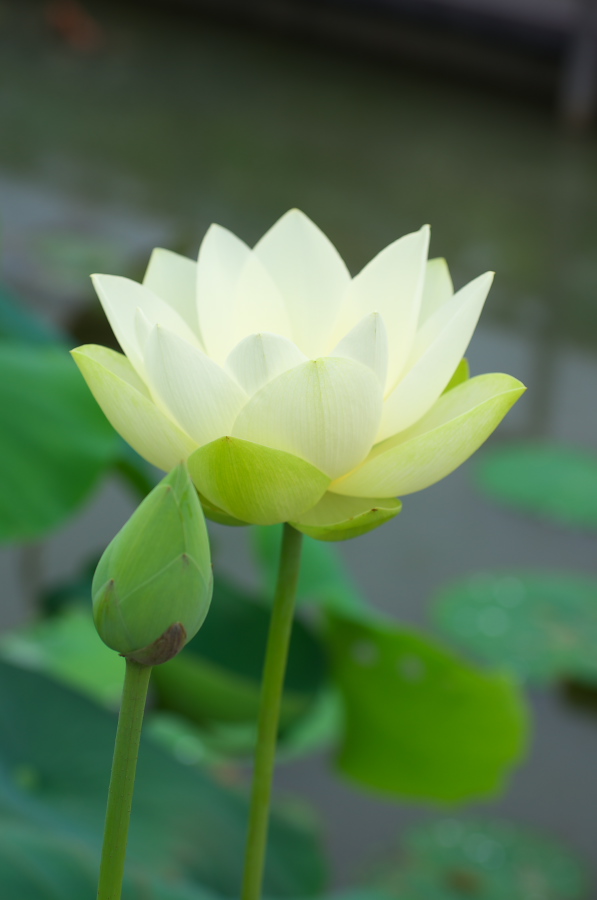 IMGP6005.jpg(128176 byte)