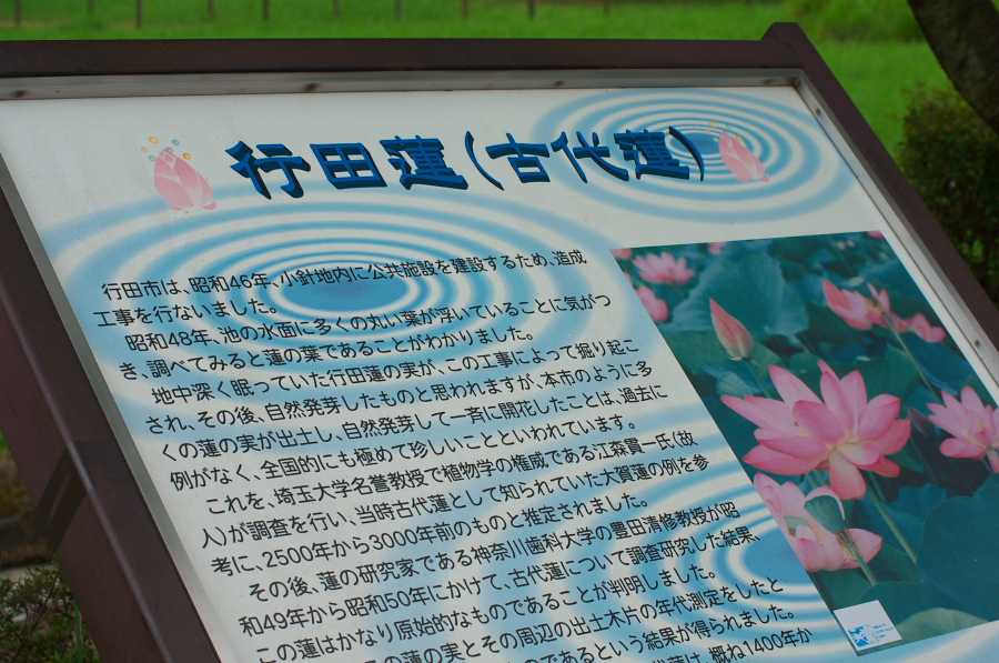 IMGP6011.jpg(376840 byte)