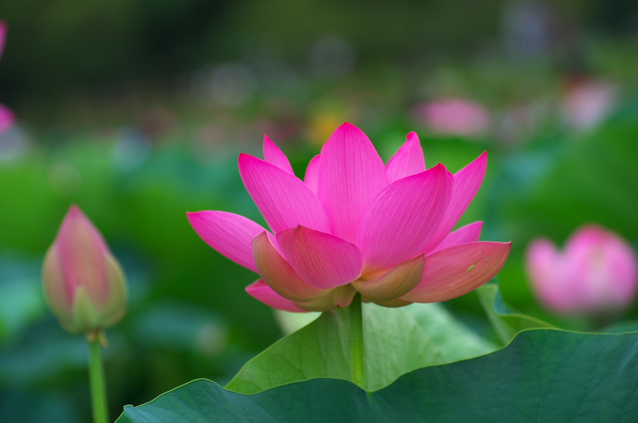 IMGP6018.jpg(163778 byte)