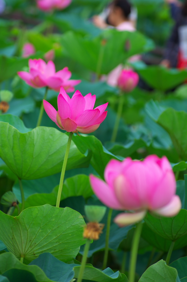 IMGP6056.jpg(205600 byte)