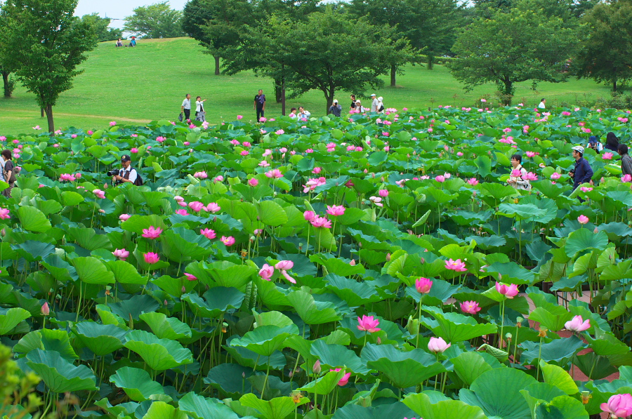 IMGP6064.jpg(566515 byte)